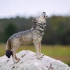Timber Wolf Howling