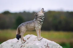 Timber Wolf Howling