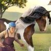 Tinker Stallion