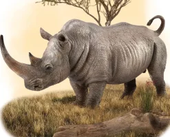 White Rhinoceros