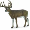 White-Tailed Deer